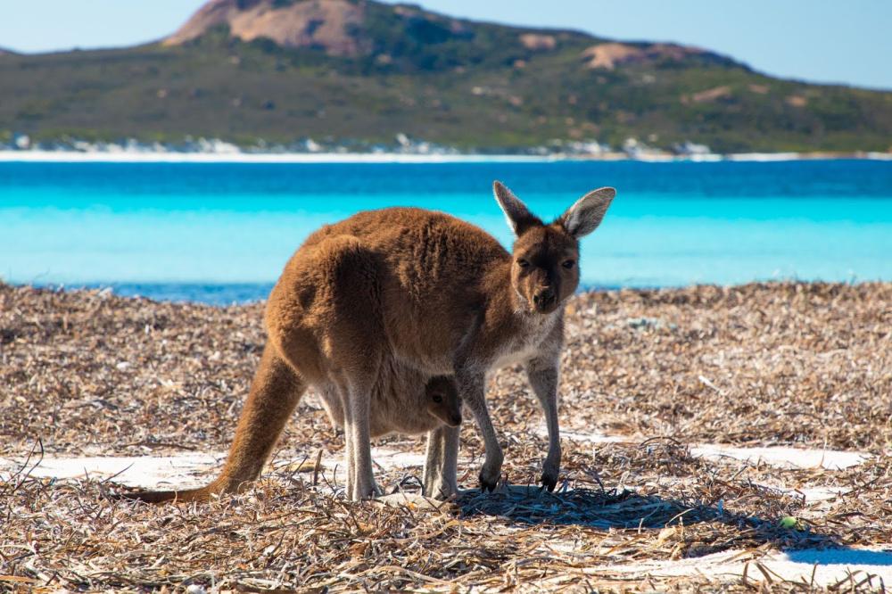 kangaroo on a beach