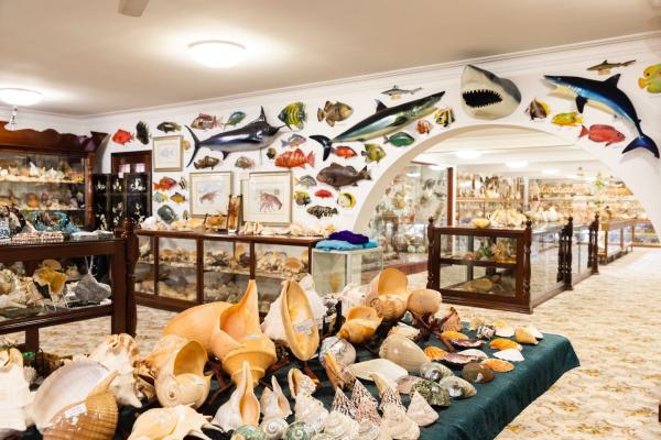 Belleview Shell Collection Overview