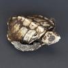 Hawksbill turtle skeleton