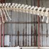 Sperm Whale Skeleton