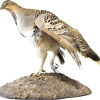 Taxidermy Malleefowl and eggs
