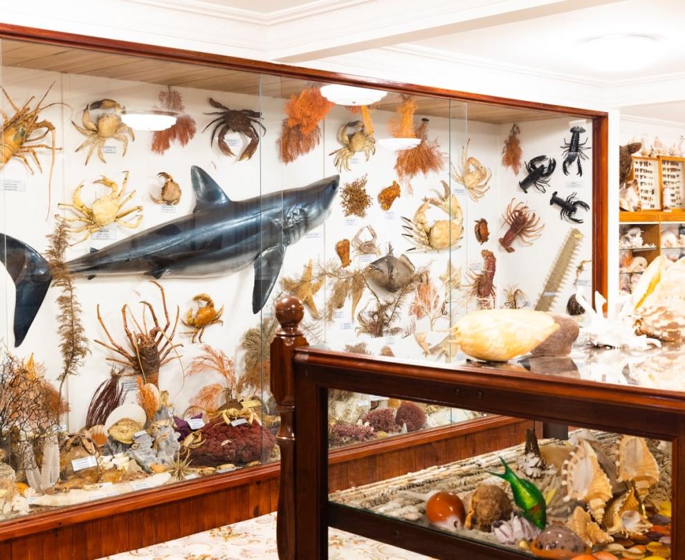 Belleview Shell Collection Overview