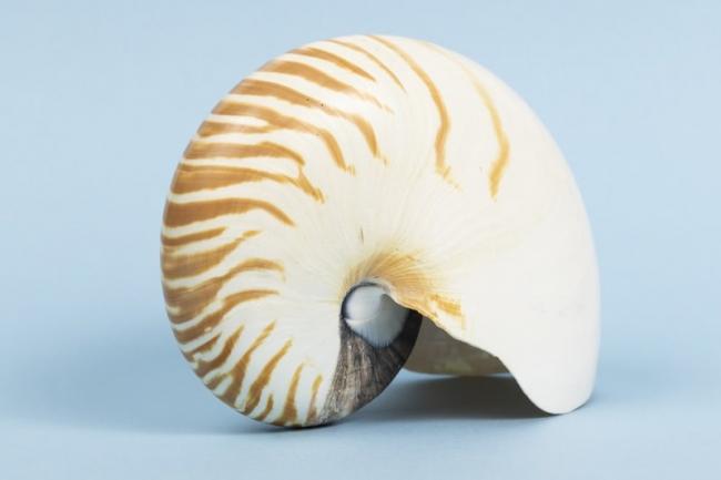 Shells and Crustacea