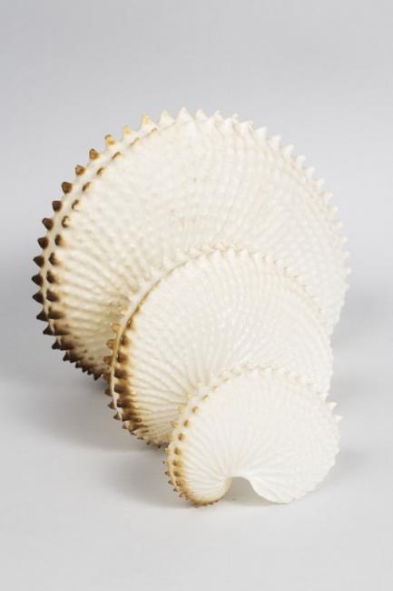 Nautilus Shells