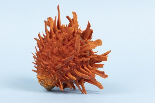 Shells and Crustacea