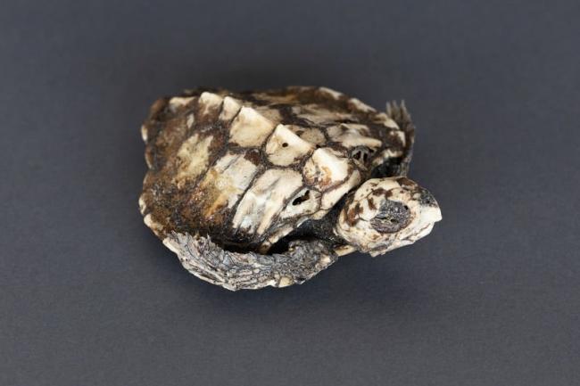 Hawksbill turtle skeleton