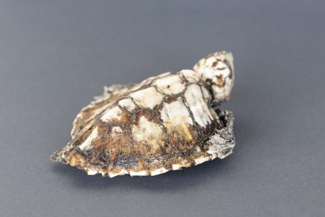 Hawksbill turtle skeleton