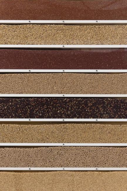 Grain crops grown in the district.