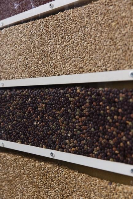 Grain crops grown in the district.