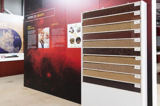 Grain crops grown in the district.