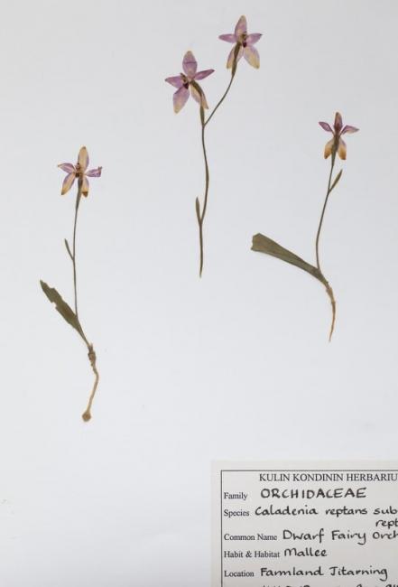 Little pink fairy orchid