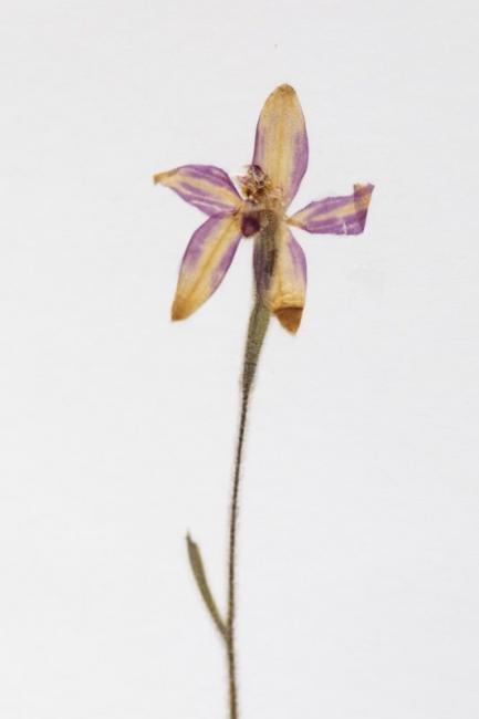 Little pink fairy orchid