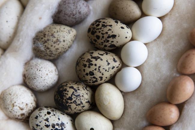 Birds' egg collection