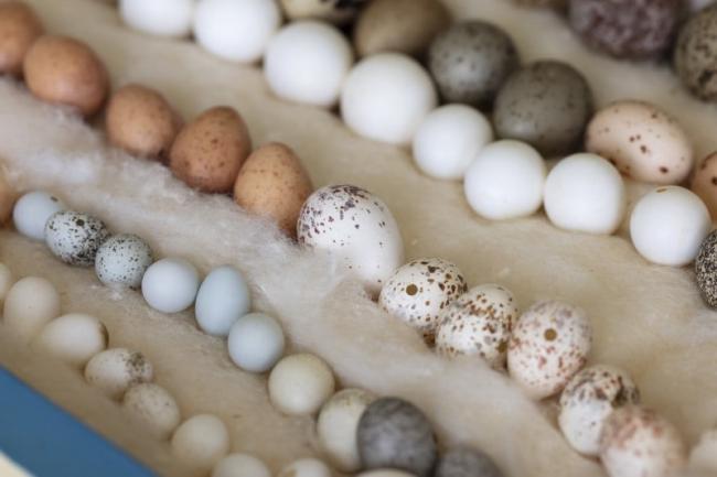 Birds' egg collection