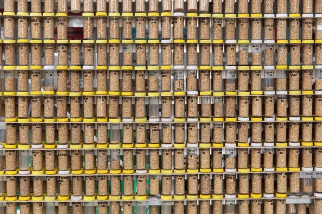 A collection of grain samples dating from 1878