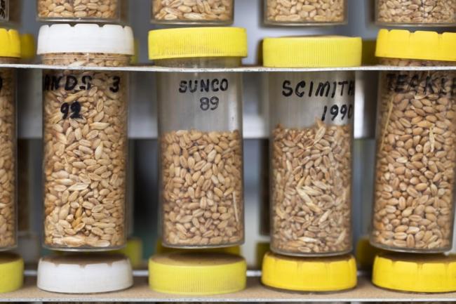 A collection of grain samples dating from 1878