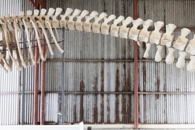 Sperm Whale Skeleton