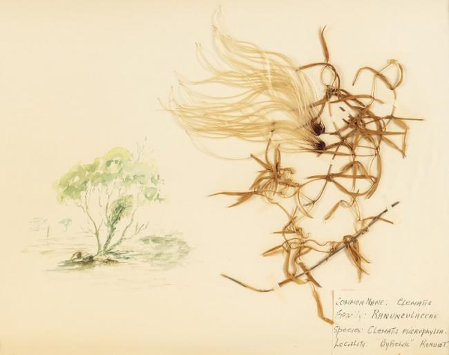 A history of preserving wildflowers