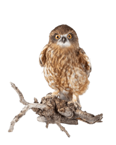 Acrobatic owl