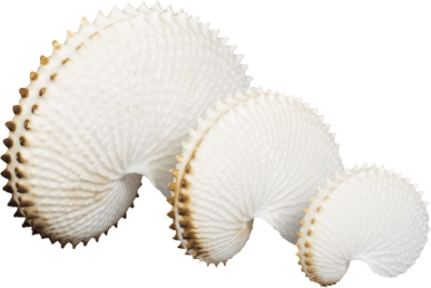 Nautilus Shells
