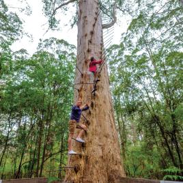 Gloucester Tree