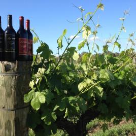 Lot 113 Wines
