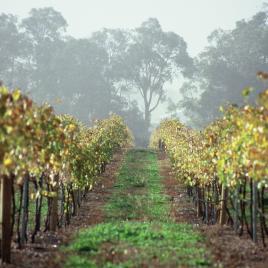 Cape Grace Wines