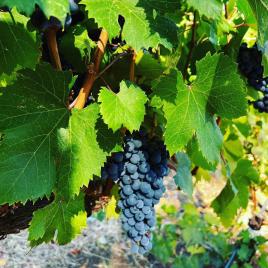 Vino Volta