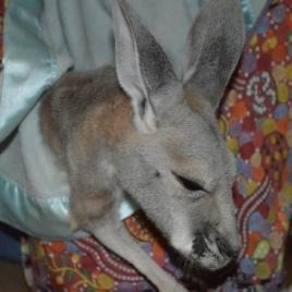 Kangaroo Haven Wildlife Rescue