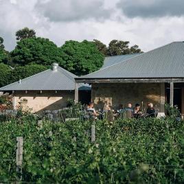 Cape Naturaliste Vineyard