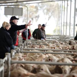 Katanning Regional Sheep Saleyards