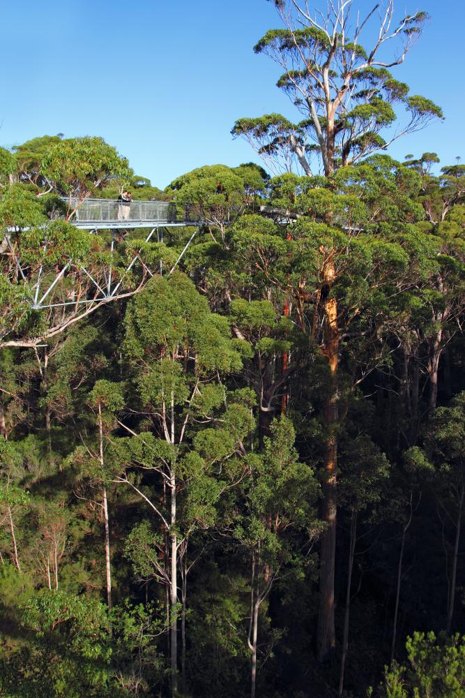 A high angle view of a bridge over trees