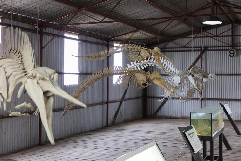 Image of whale skeletons hanging from roof of a large shed.