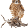 Acrobatic owl