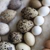 Birds' egg collection