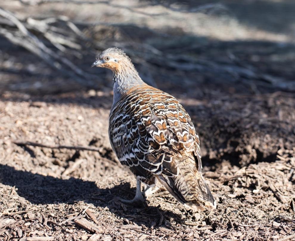 Yongernow Australian Malleefowl Centre Overview