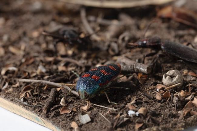 Bejewelled in colour