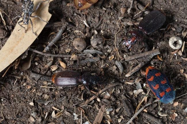 Bejewelled in colour