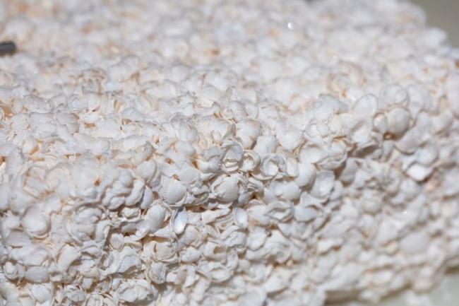 Tiny shells make solid houses