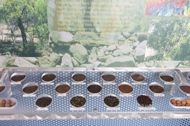 Plants of the arid regions