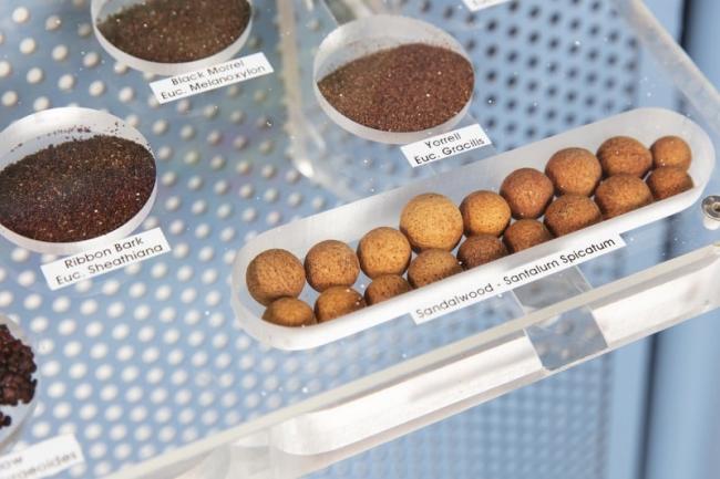 Plants of the arid regions