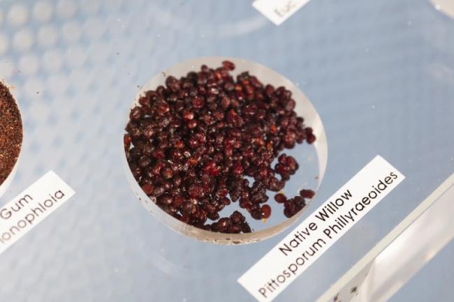 Plants of the arid regions