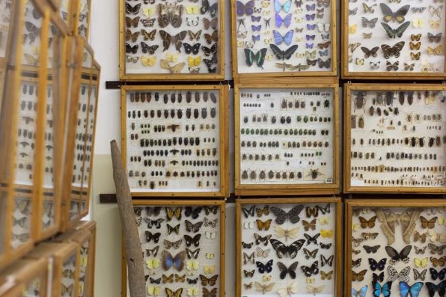 Keith Carnaby Beetle Collection