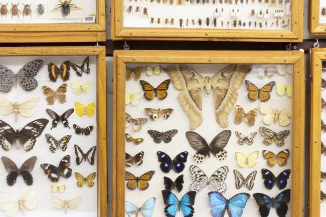 Keith Carnaby Beetle Collection