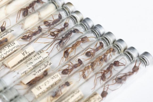 Bull ants