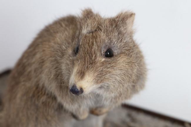 Gilbert's Potoroo