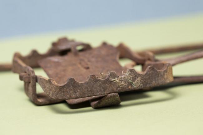 Rabbits, rabbits, rabbits