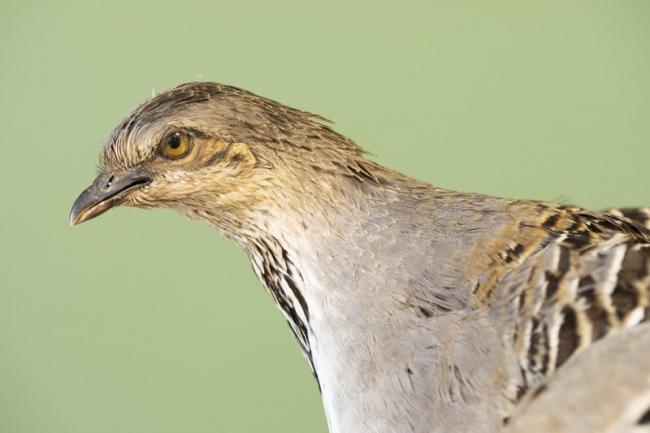 Taxidermy Malleefowl and eggs