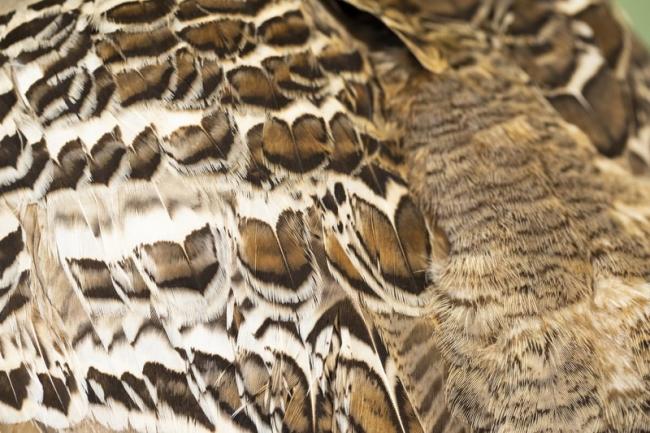 Taxidermy Malleefowl and eggs