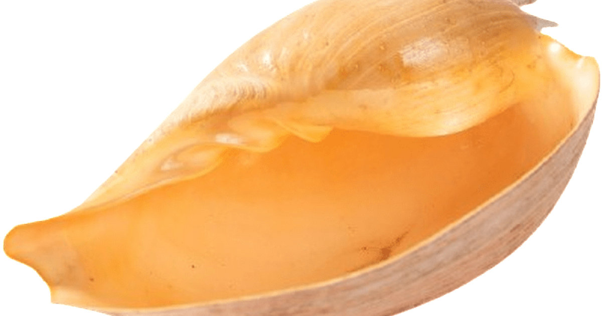 Neil Baker Shell Collection | WAnderland | Western Australian Museum